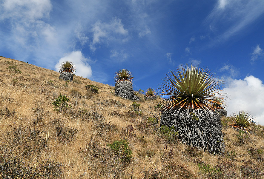 Puya Raimondii Puya Raimondii