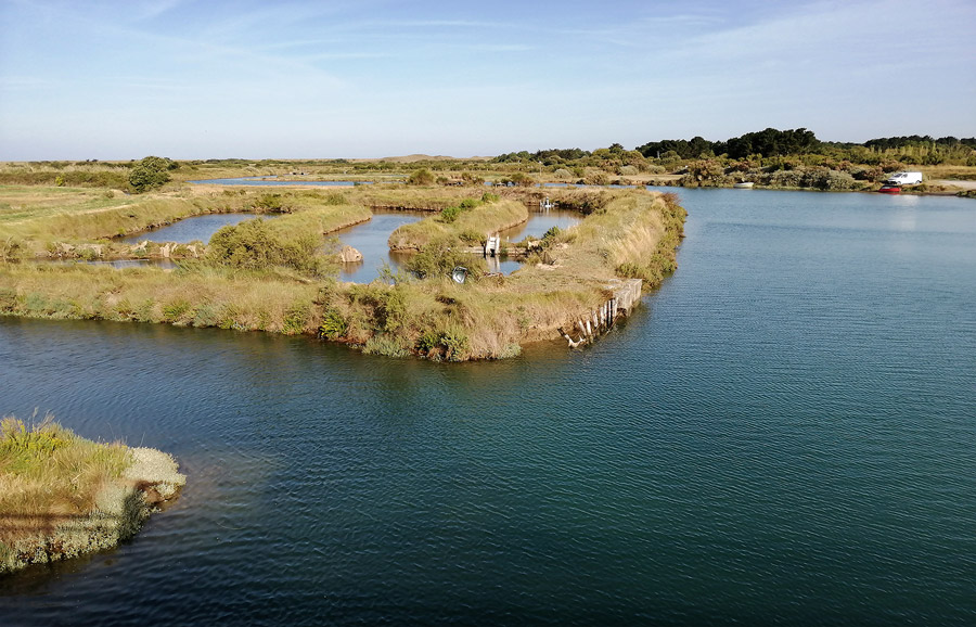 Dans les marais d'Olonne