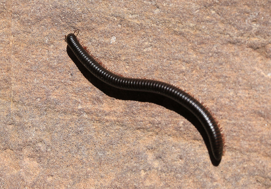 L'un des nombreux iules peuplant la gorge