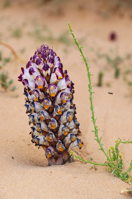 Cistanche, une fleur du dsert
