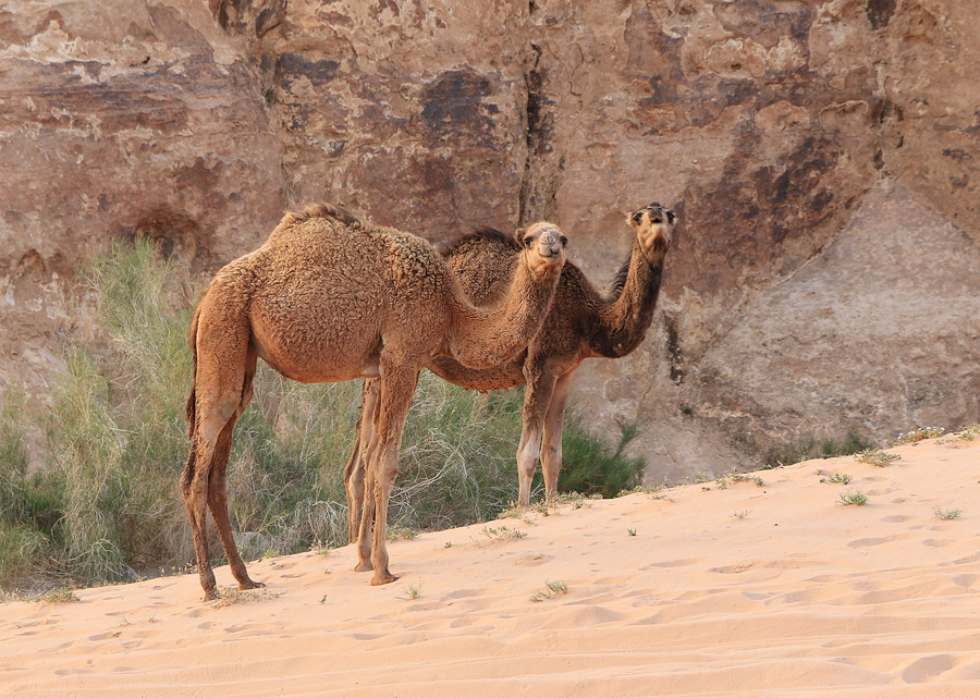 Visite matinale de nos voisins les dromadaires