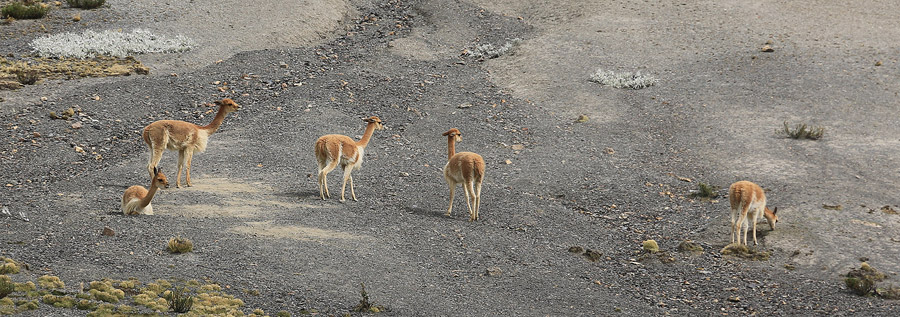 Troupeau de vigognes