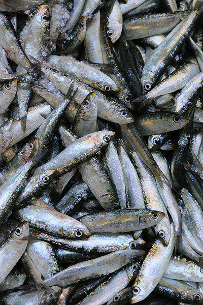 Sardines au march de Bolho