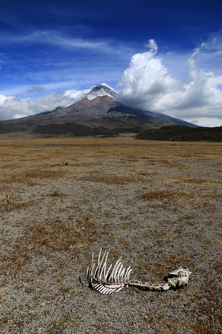 La vie est rude dans le parc national du Cotopaxi