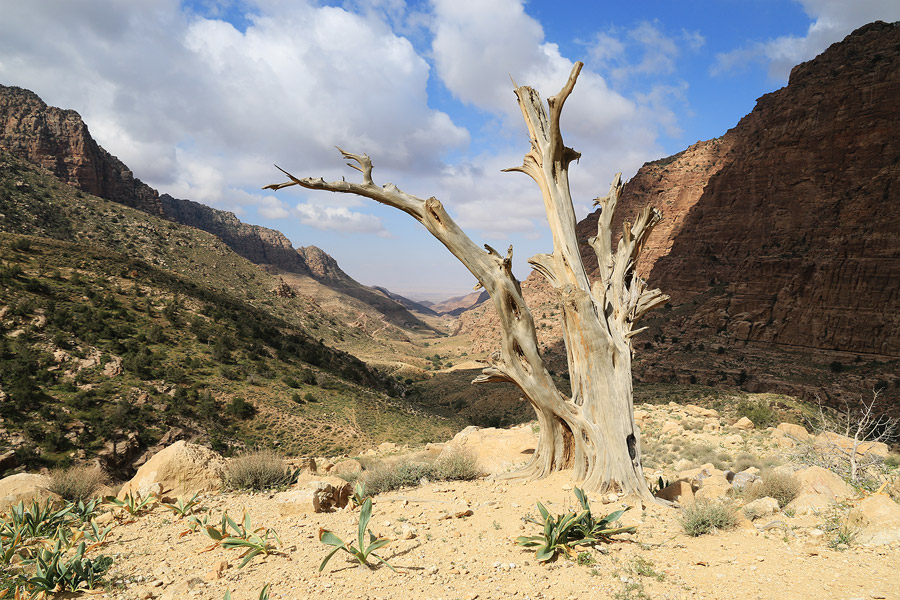 Arbre mort dans le Wadi Dana