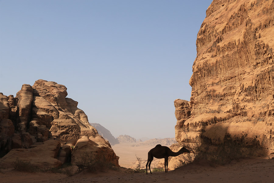 Dromadaire en ombre chinoise