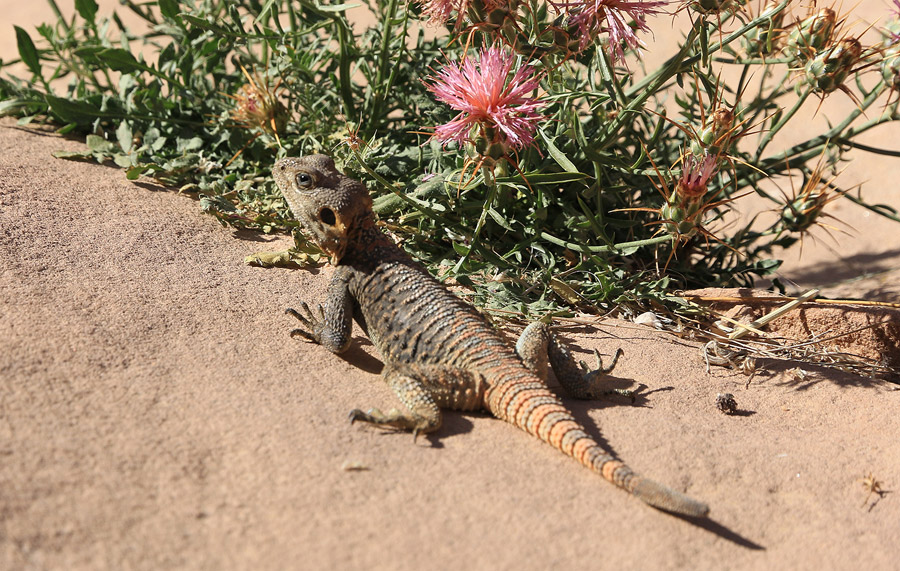 Lzard du Wadi Rum