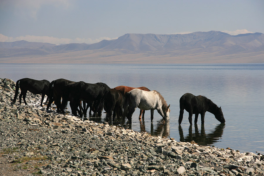 Chevaux au bord du lac Song Kul