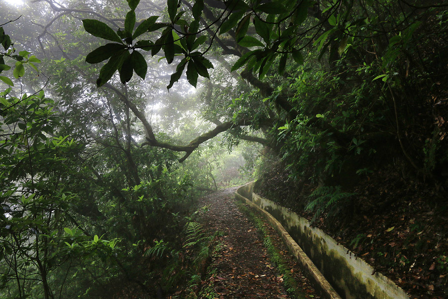 Au milieu de la fort coule la levada do Furado...