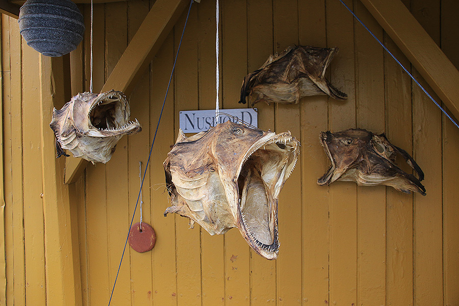 Ttes de poissons schs dans Nusfjord