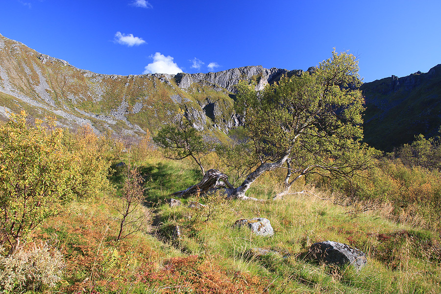Vieil arbre dans la descente du Matmora