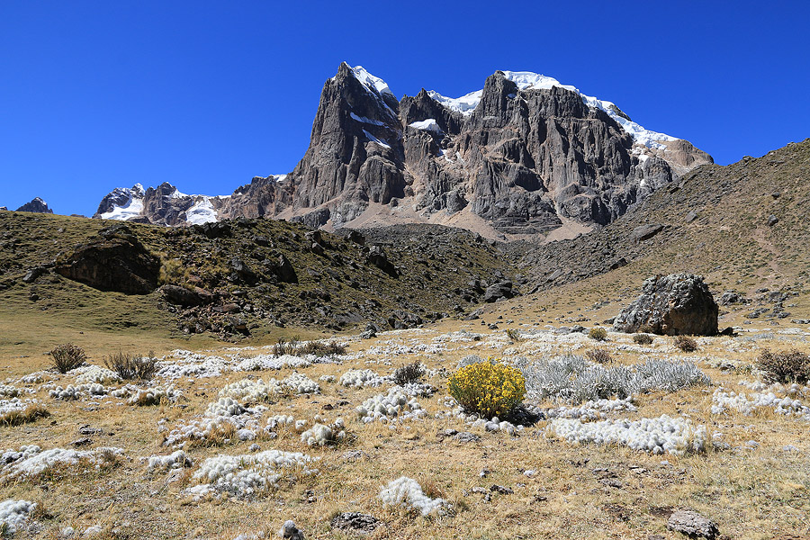 Puscanturpa, cactus et fleurs
